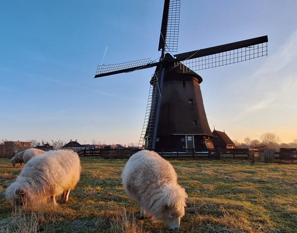 Twee schapen grazen voor een molen in de polder bij zonsopkomst