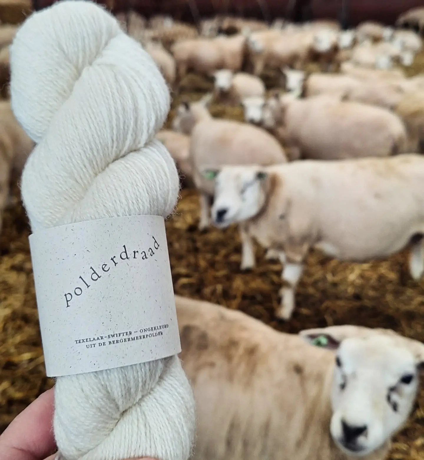 Van begin tot eindproduct, prachtig garen uit de Bergermeerpolder!