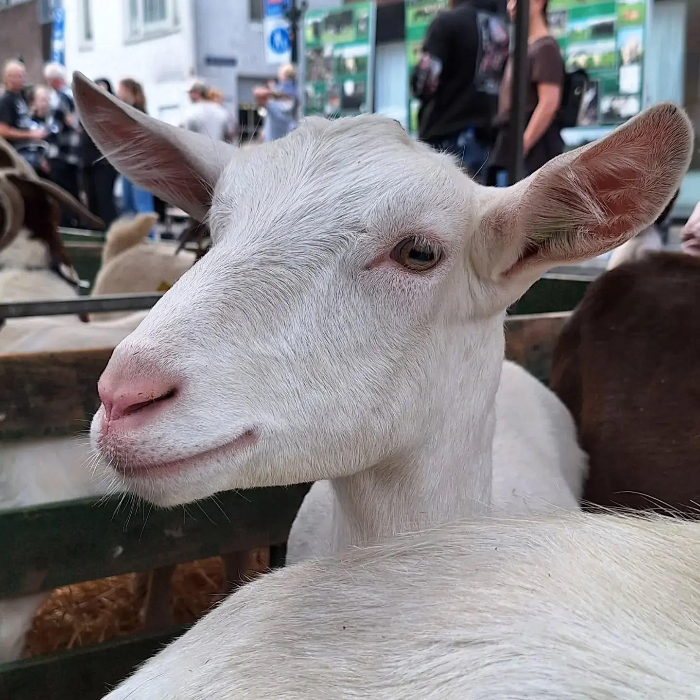 Vandaag zitten we niet tussen de schapen, maar tegenover deze…
